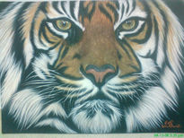 Tigre indio