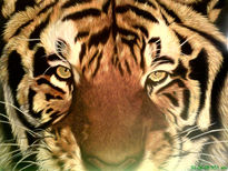 Tigre