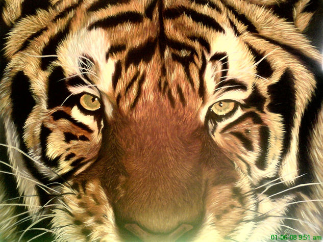 tigre 