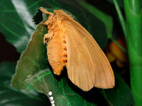 Mariposa poniendo...