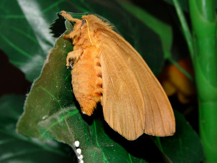 Mariposa poniendo...