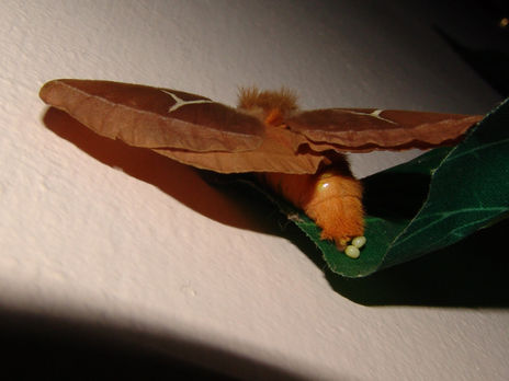 Mariposa poniendo...