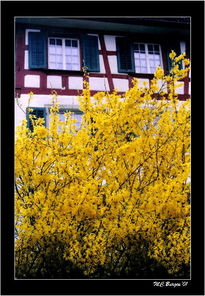 Forsythia y...