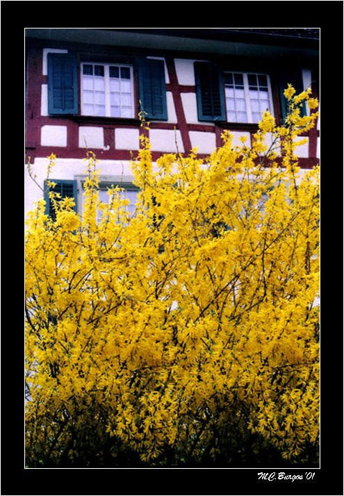 Forsythia y ventanas suizas