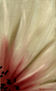LILIUM