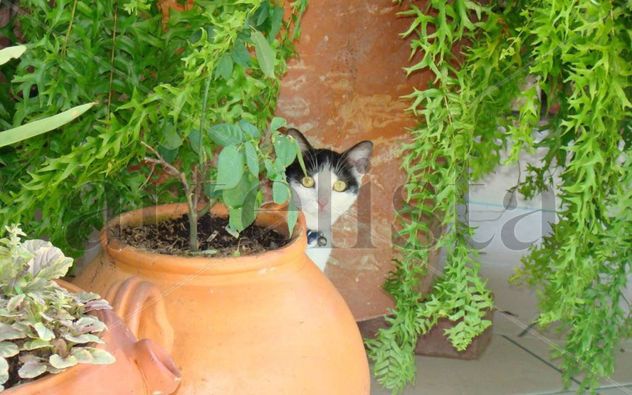 Gata jardinera.