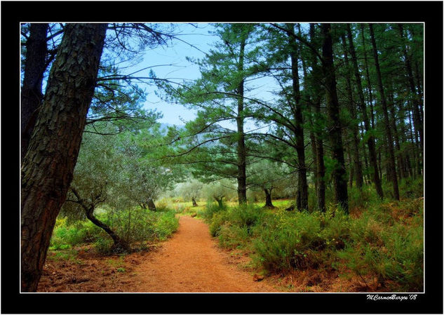 Terminando de pasear por el bosque Naturaleza Color (Digital)