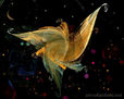 Dancing the dream