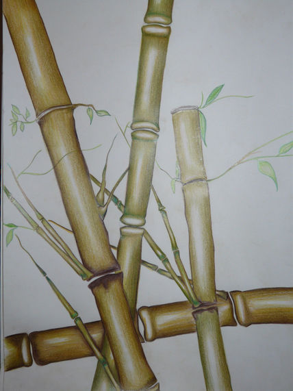 Cañas Bambú