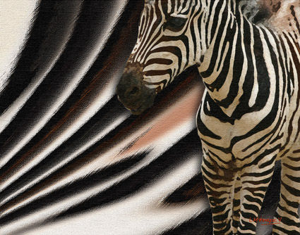 Zebra 