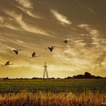 Campo thumbnail 1