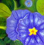 Solano de flor azul