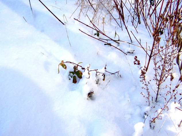 Desde la luz Naturaleza Color (Digital)