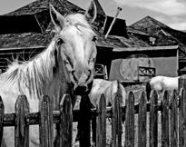 Caballo en el cerro