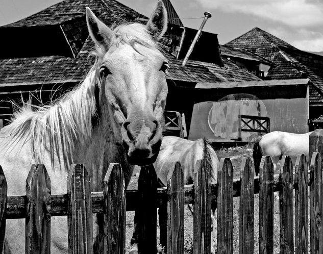 Caballo en el cerro Viajes Blanco y Negro (Digital)