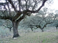 Bosque fantasma