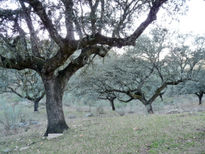 Bosque fantasma