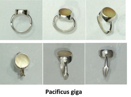 Pacificus giga