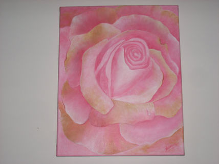 Rosa rosa
