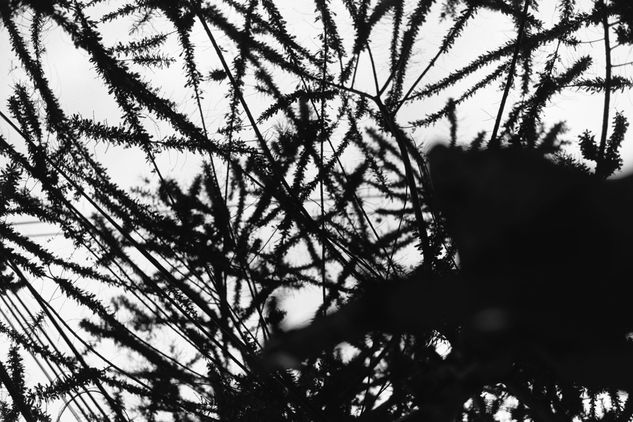 mirada  al  cielo Naturaleza Blanco y Negro (Química)