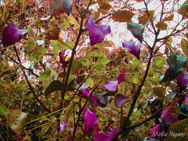 Ramas de otoños Naturaleza Color (Digital)