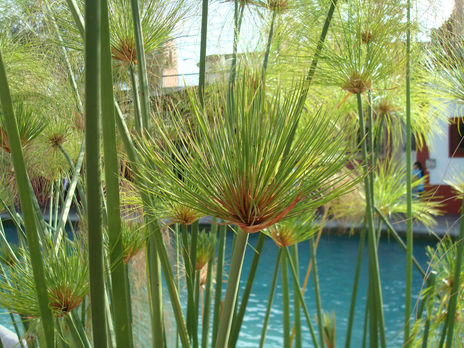 Plantas