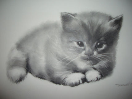 Gato