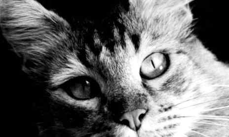 El Gato.Unapasión personal.