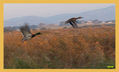 Volar y Volar