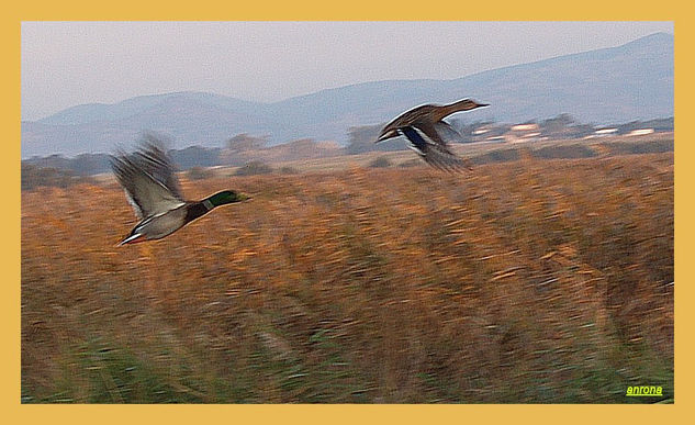 Volar y Volar Naturaleza Color (Digital)