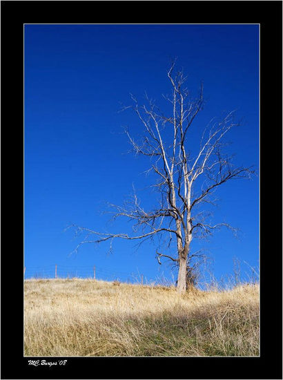 El Árbol y el Cielo Naturaleza Color (Digital)