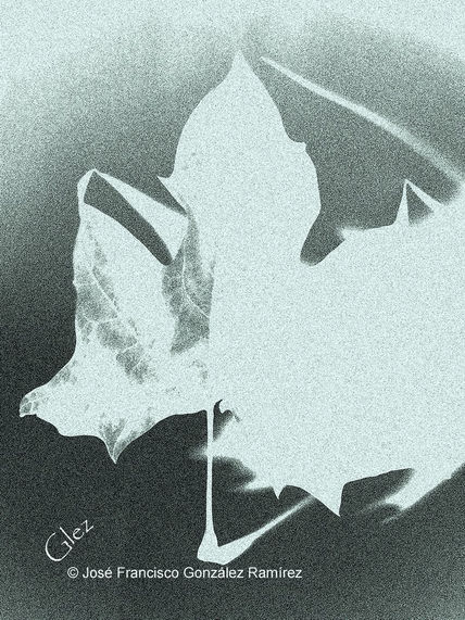 HOJA (serie...