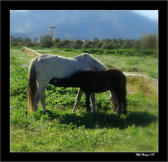 El Potrillo Nature Color (Digital)