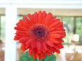 Gerbera