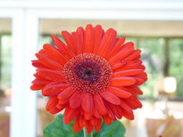 Gerbera