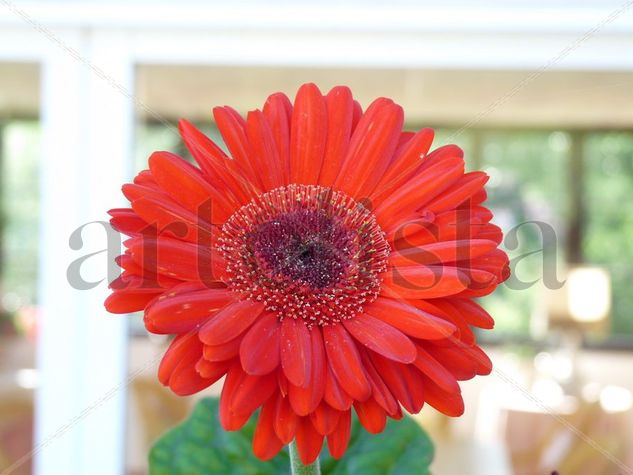 Gerbera Nature Color (Digital)