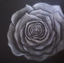 Rose in silber