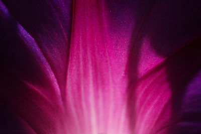 Flor I