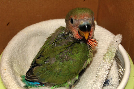Agapornis papillero