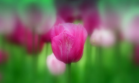 Flores