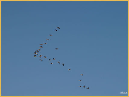 Formas libres