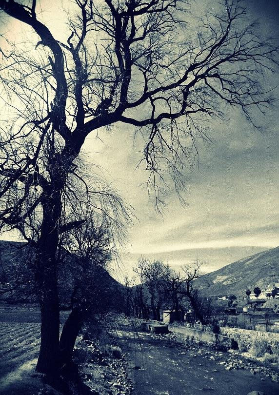 el  arbol  viejo