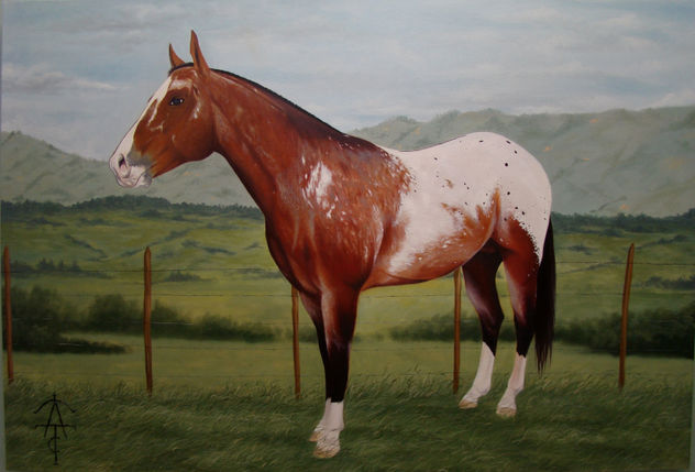joe, caballo apaloosa