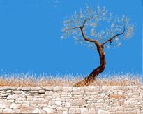 Olivo sobre el muro