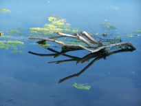 El palo en el río