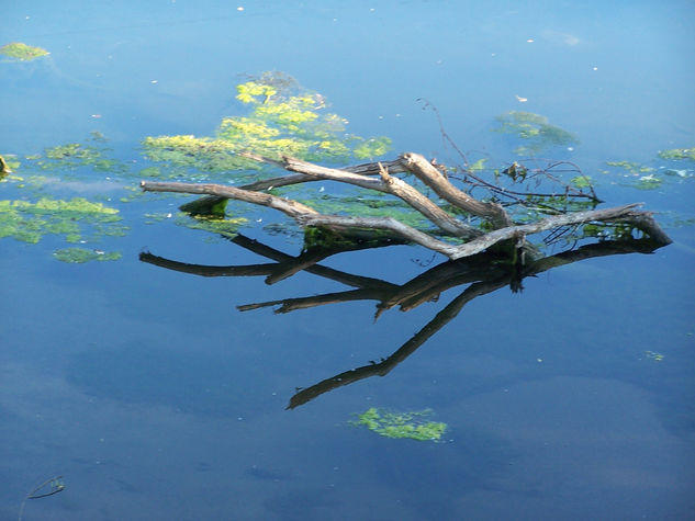 el palo en el río 