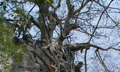 Haciendas