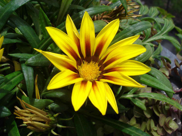LOS PETALOS AL CENTRO