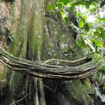 arboles y raíces thumbnail 1