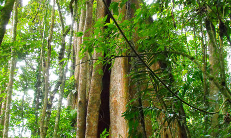arboles y raíces